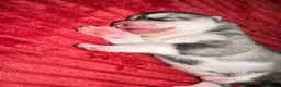 Siberian Husky dogs for sale: Female Siberian husky puppy for sale in Dalkeith - Advert 12