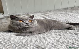 British Shorthair cats for sale: TICA Registered Active Blue Boy! - Image 3