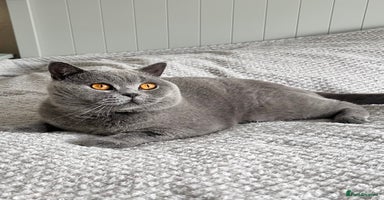 British Shorthair cats - Advert 1