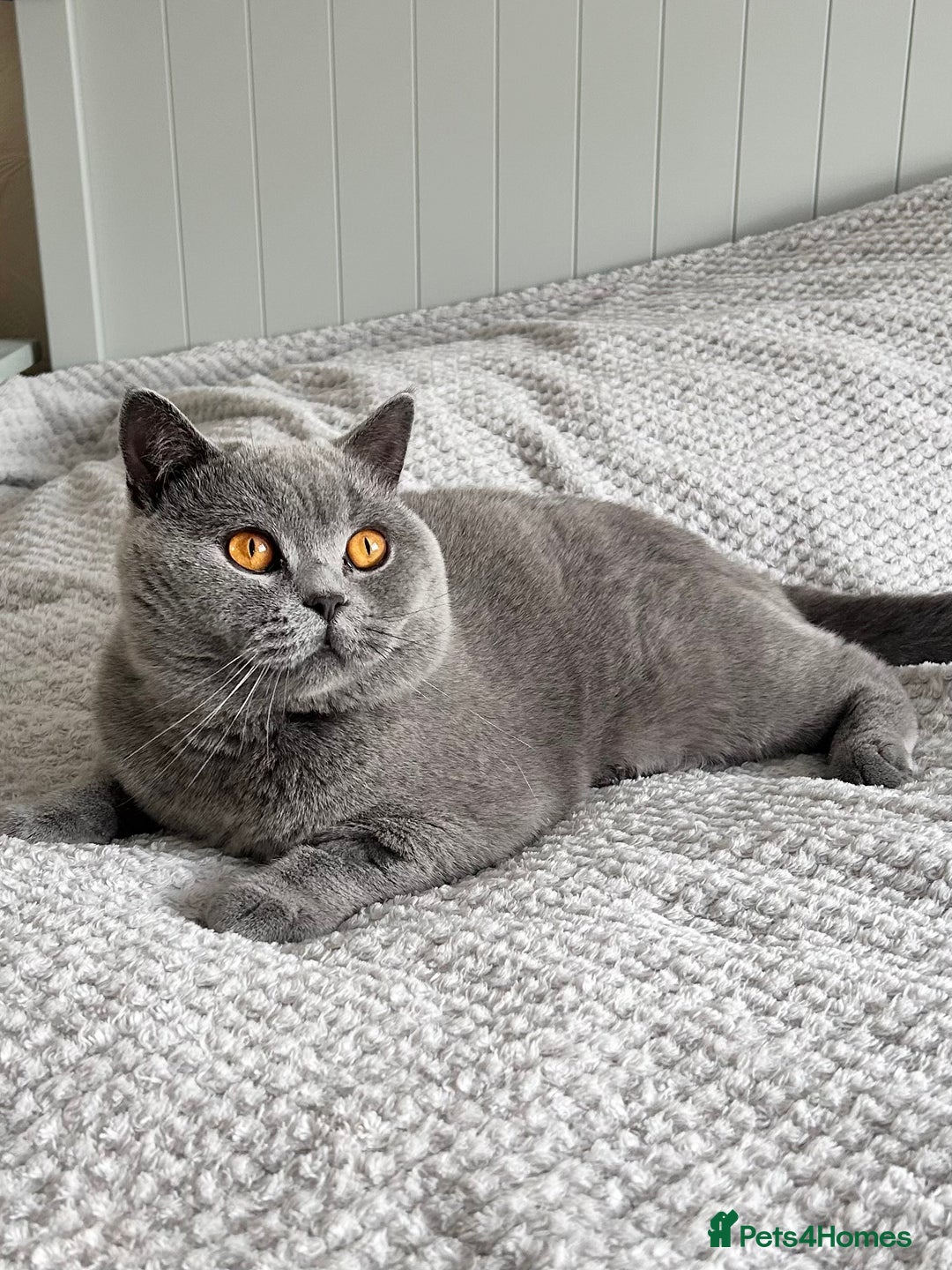 British Shorthair cats for sale: TICA Registered Active Blue Boy! - Image 3