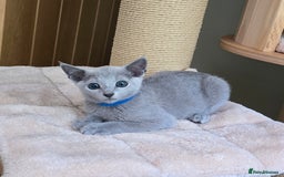 Russian Blue cats for sale: Russian Blue kittens Tica registered  - Image 10