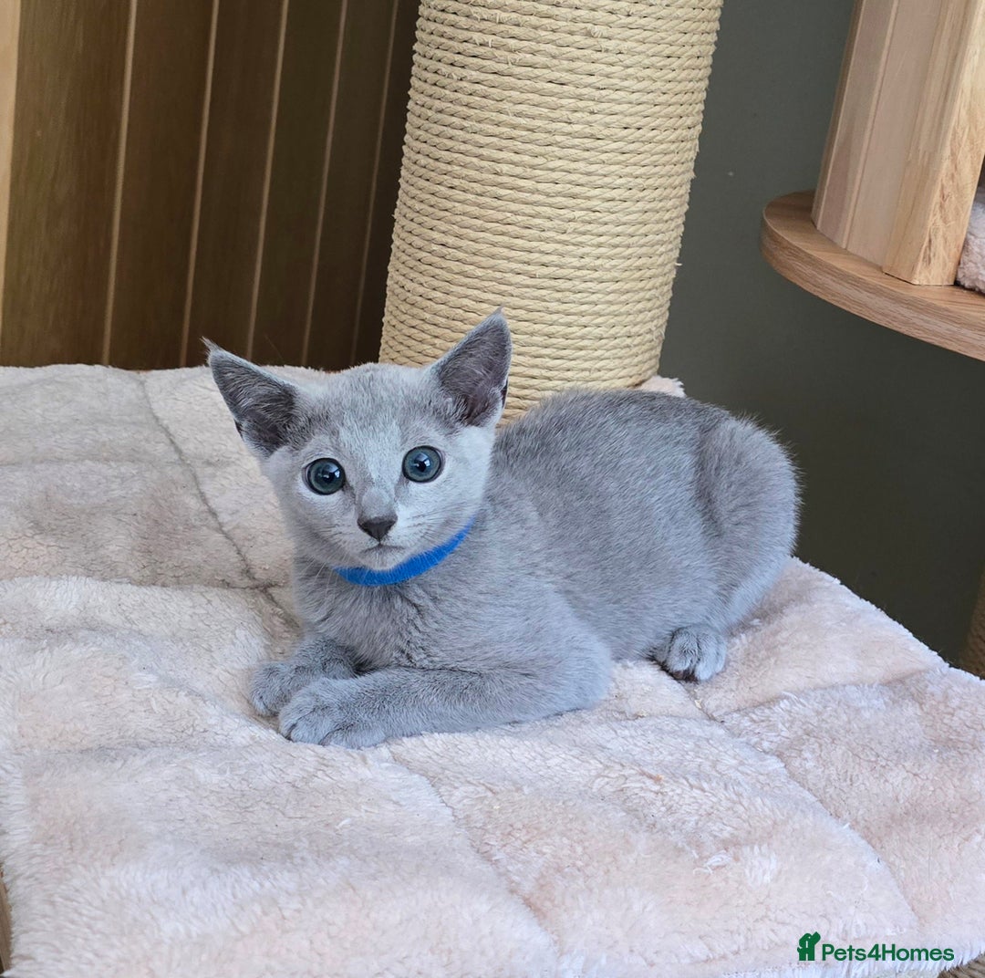 Russian Blue cats for sale: Russian Blue kittens Tica registered  - Image 10