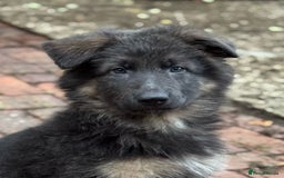 German Shepherd dogs for sale: Kennel Club Straight back GSD - Image 8