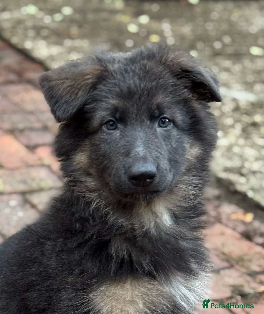 German Shepherd dogs for sale: Kennel Club Straight back GSD - Image 8