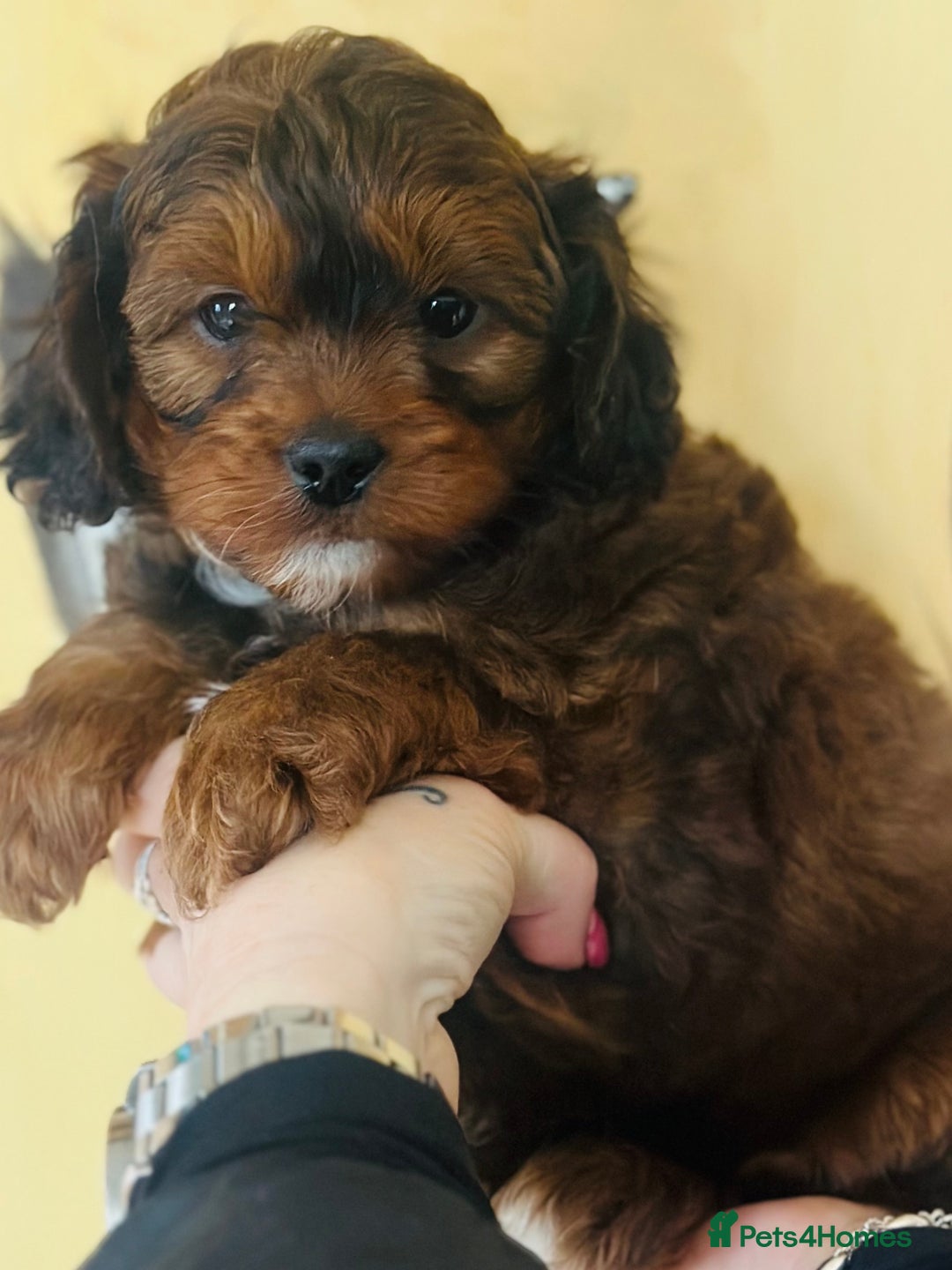 Shihpoo dogs for sale: Brother and sister allReady bags packed 🐶🐶 - Advert 1