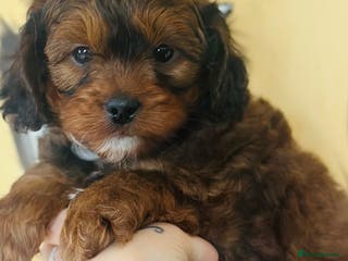 Shihpoo dogs Brother and sister allReady bags packed 🐶🐶 - Advert 5