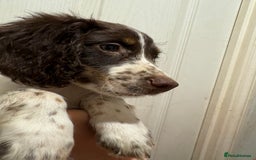 Sprocker dogs for sale: 8 glorious sprocker pups  - Image 7