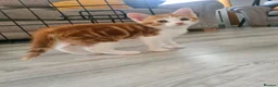 Mixed Breed cats for sale: 4 adorable kittens  - Advert 17