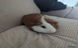 Guinea Pig rodents for sale: 2 Male Guinea Pigs - Image 10