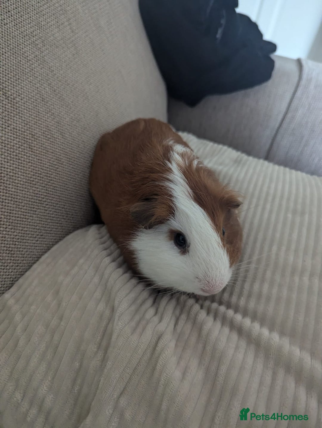 Guinea Pig rodents for sale: 2 Male Guinea Pigs - Image 10