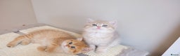 British Shorthair cats for sale: Adorable pedigree GOLDEN shorthair TICA registered - Advert 5