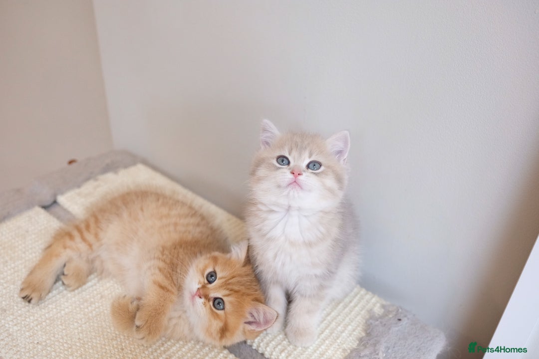 British Shorthair cats for sale: Adorable pedigree GOLDEN shorthair TICA registered - Advert 5