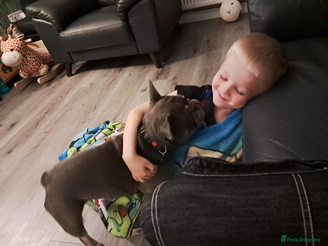 French Bulldog dogs for sale: Male Fench bulldog - Advert 10