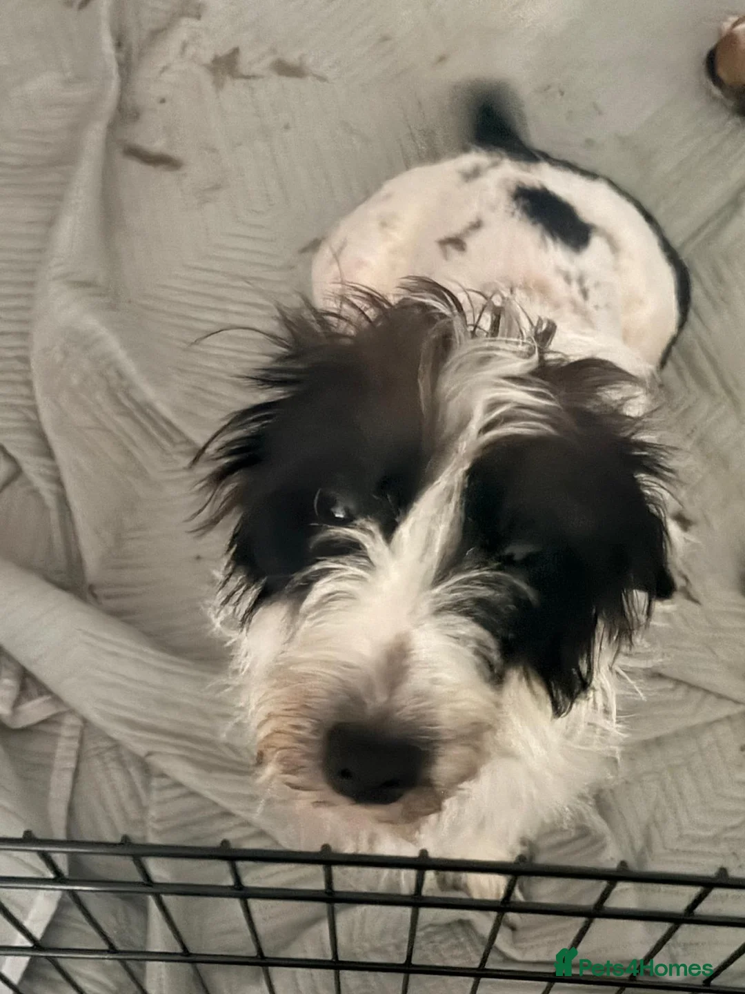Mixed Breed dogs for sale: Jackapoochon mixed breed - Advert 4