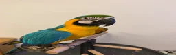Macaws birds for sale: Blue & Gold Macaw - Advert 6