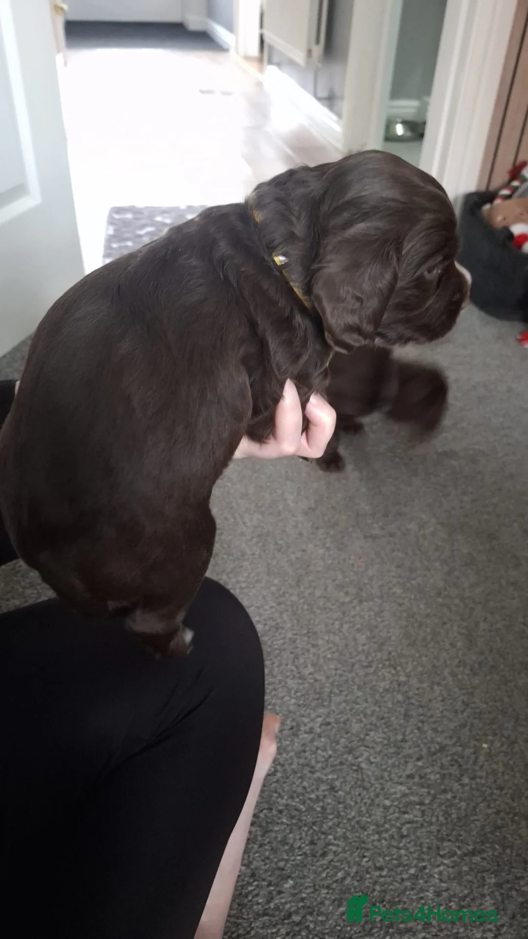 Cocker Spaniel dogs for sale: Cocker spaniel bitches  in Redcar - Advert 3