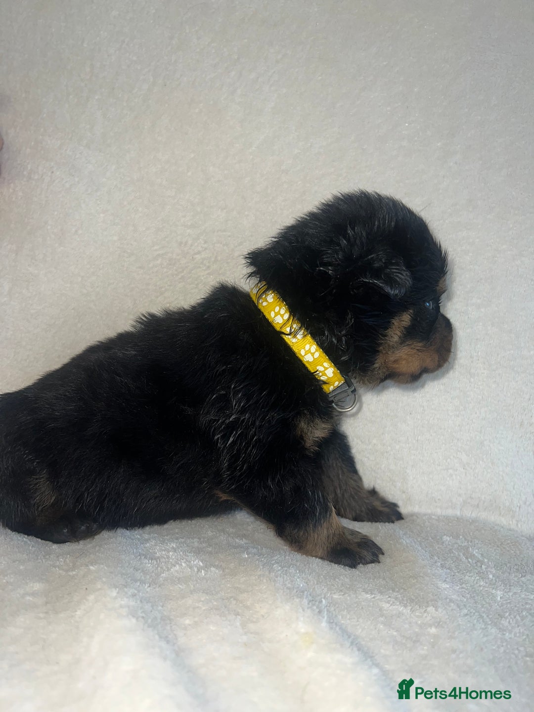 Rottweiler dogs for sale: Stunning Rottweiler puppies  - Image 11
