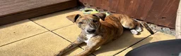 Mixed Breed dogs for sale: 10 month old trixie German shepherd x collie in Cambridge - Advert 1