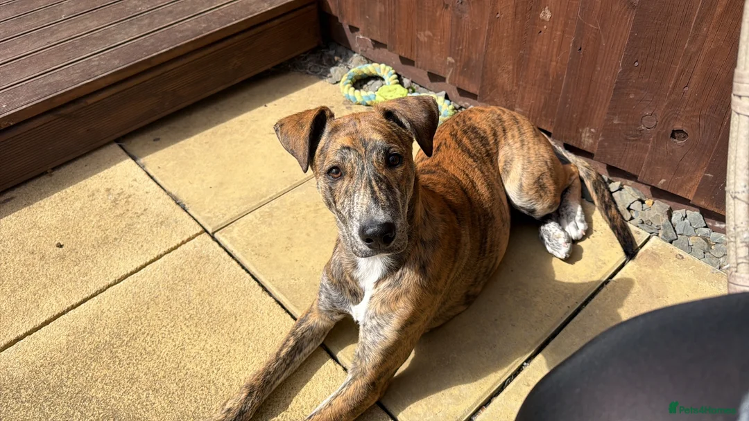 Mixed Breed dogs for sale: 10 month old trixie German shepherd x collie in Cambridge - Advert 1
