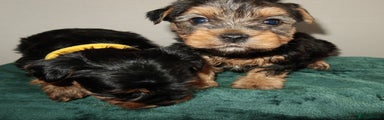 Yorkshire Terrier Puppy 5