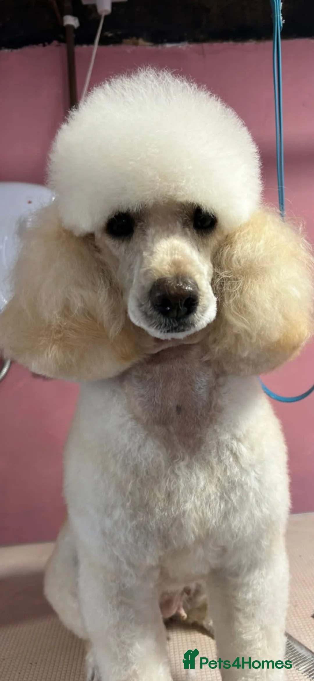 Miniature Poodle dogs for sale: Last two KC registered miniature poodles  - Advert 20