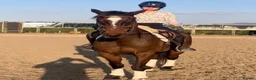 Irish Sports horses for sale: Fantastic opportunity to produce  - Advert 5