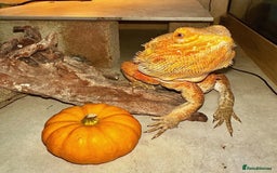 Bearded Dragon reptiles for sale: Bearded dragon - 5/6 years old - Image 2