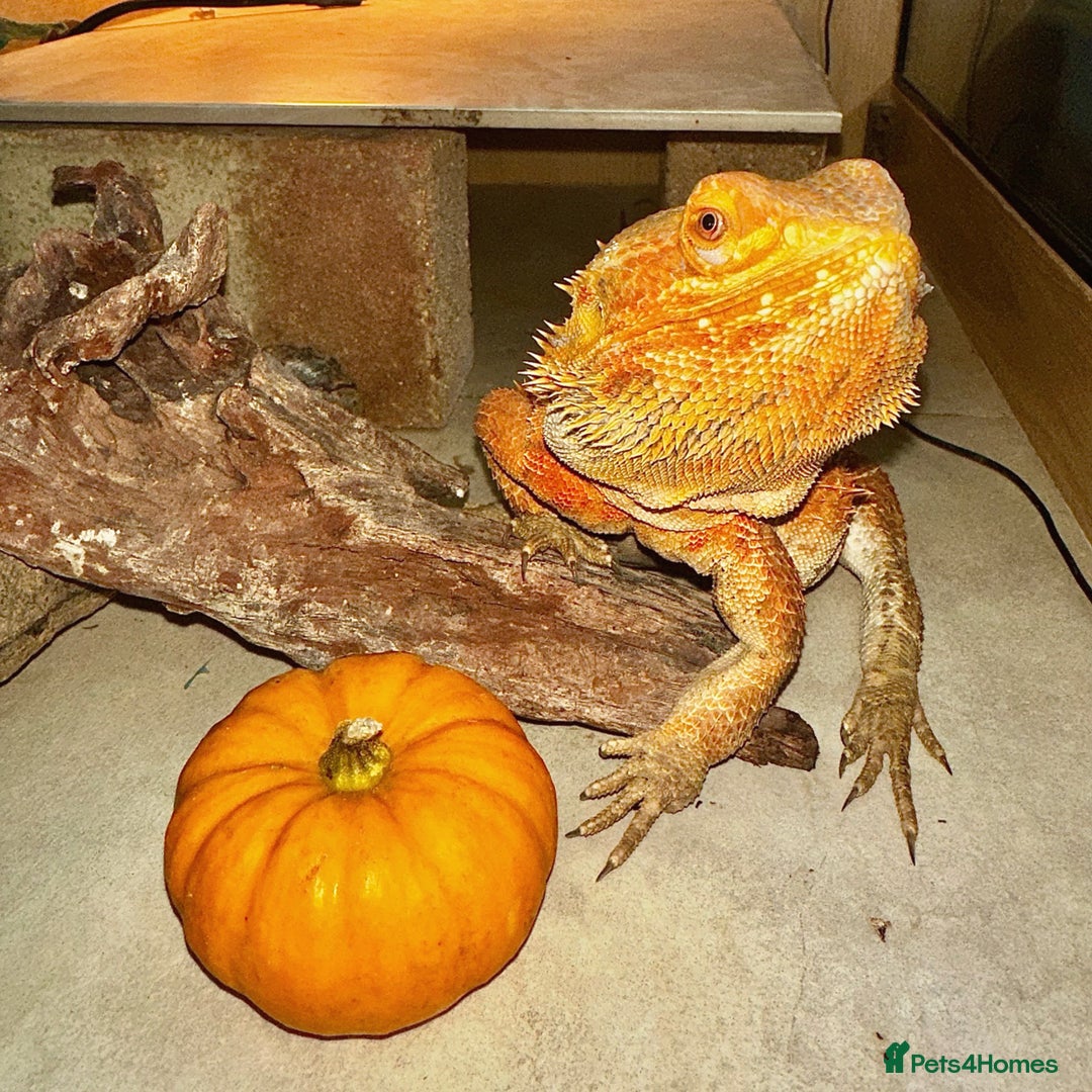Bearded Dragon reptiles for sale: Bearded dragon - 5/6 years old - Image 2