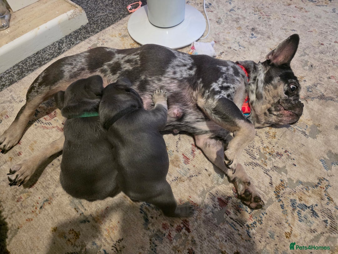 French Bulldog dogs for sale: Frenchie Puppies - Image 17