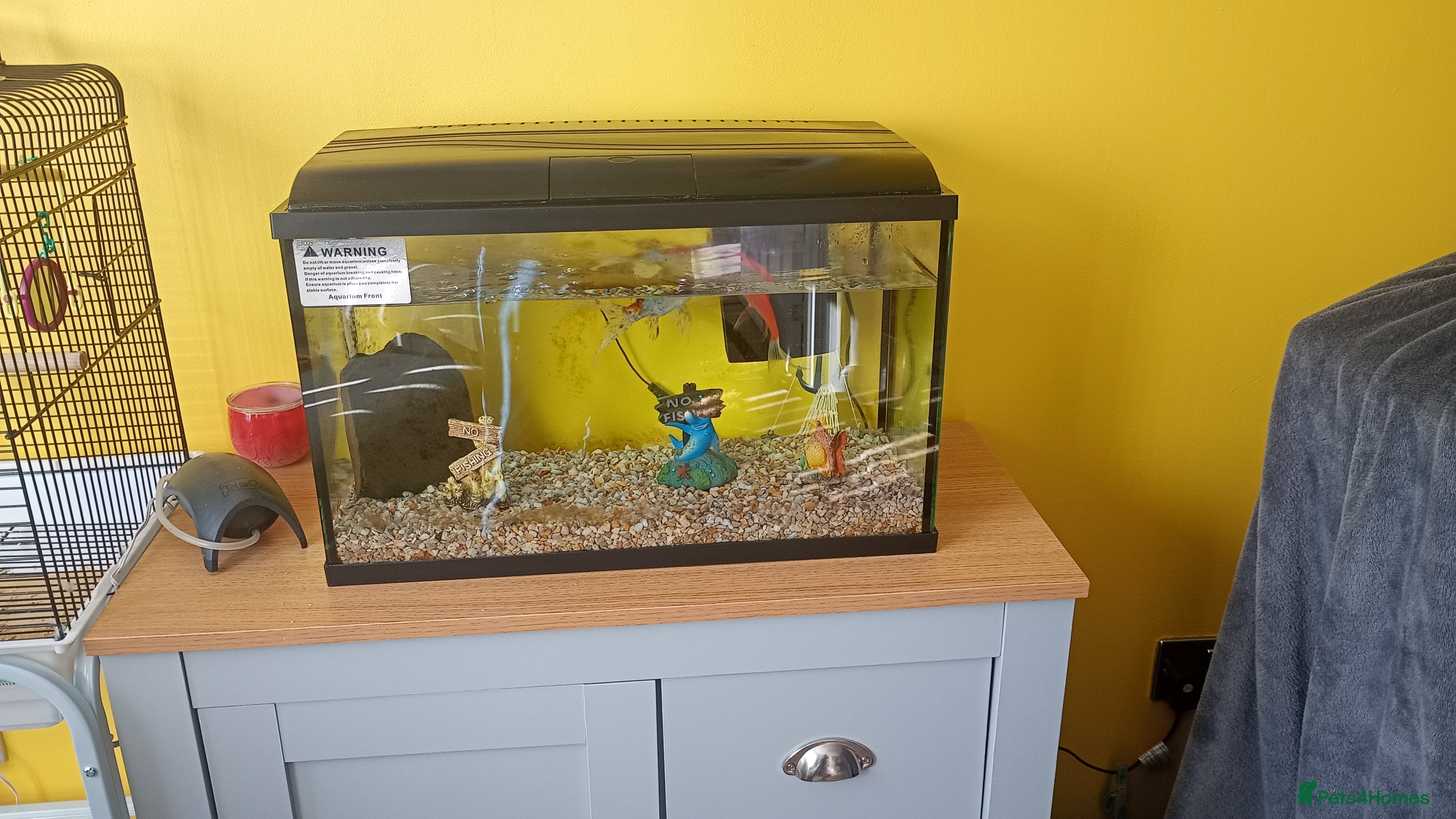 Goldfish fish Fish and tank - Advert 2