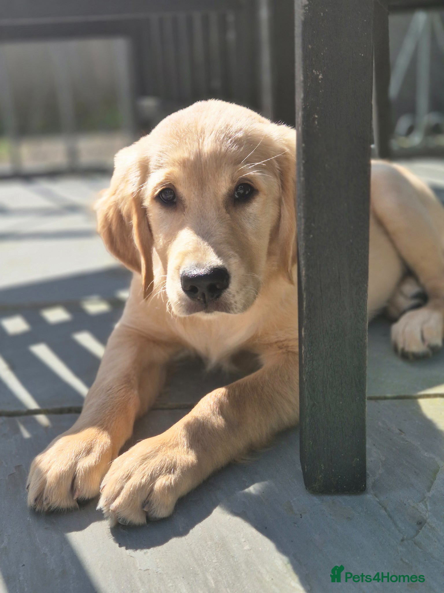 Golden Retriever dogs Goldren retriever  - Advert 1