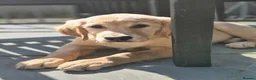 Golden Retriever dogs for sale: Goldren retriever  - Advert 1