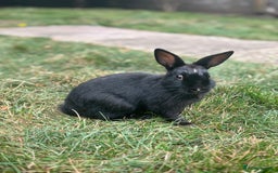 Netherland Dwarf rabbits for sale: Spectacular and Full of Life Netherland Dwarf - Image 5