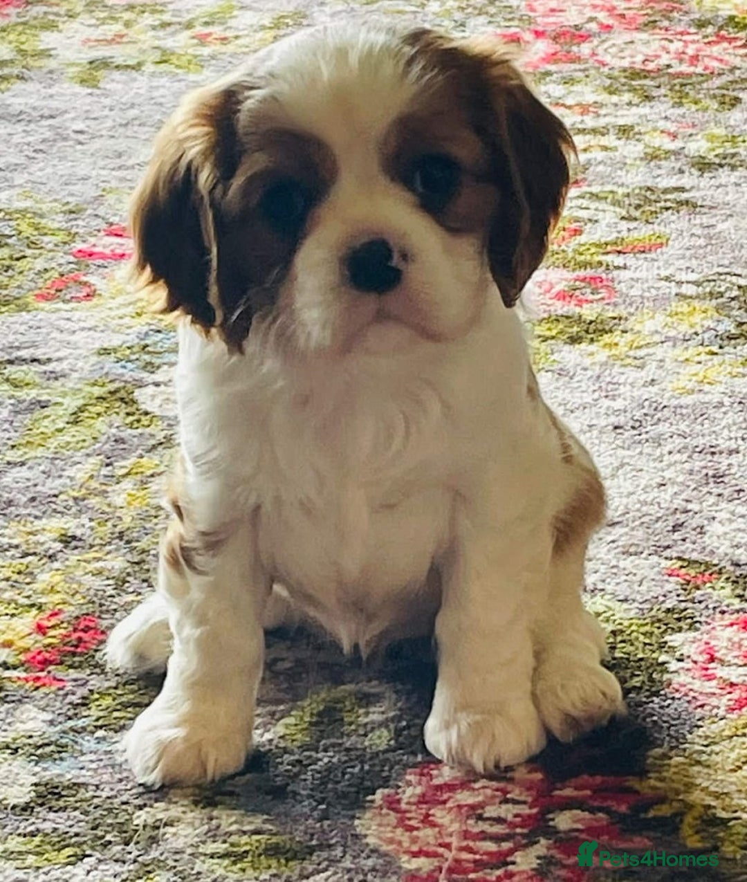 Cavalier King Charles Spaniel dogs for sale: Charming purebred Cavalier King Charles Spaniels - Advert 3