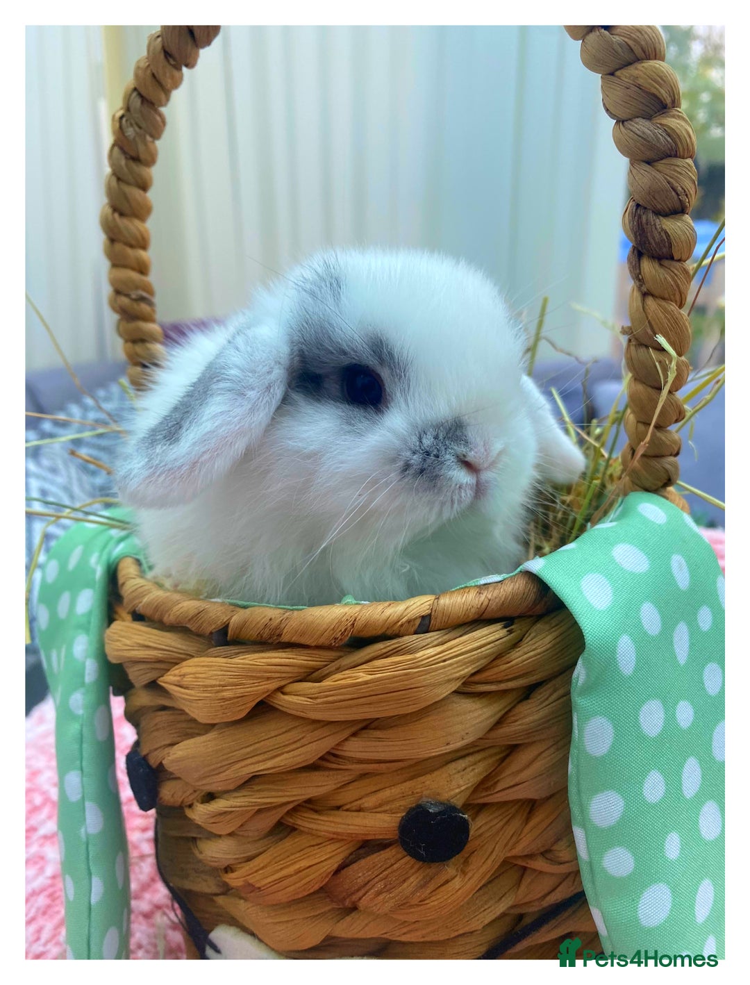 Mini Lop rabbits for sale: Pure bred Mini Lops - Image 6
