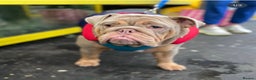 English Bulldog dogs for stud: English Bulldog (Stud) - Advert 8