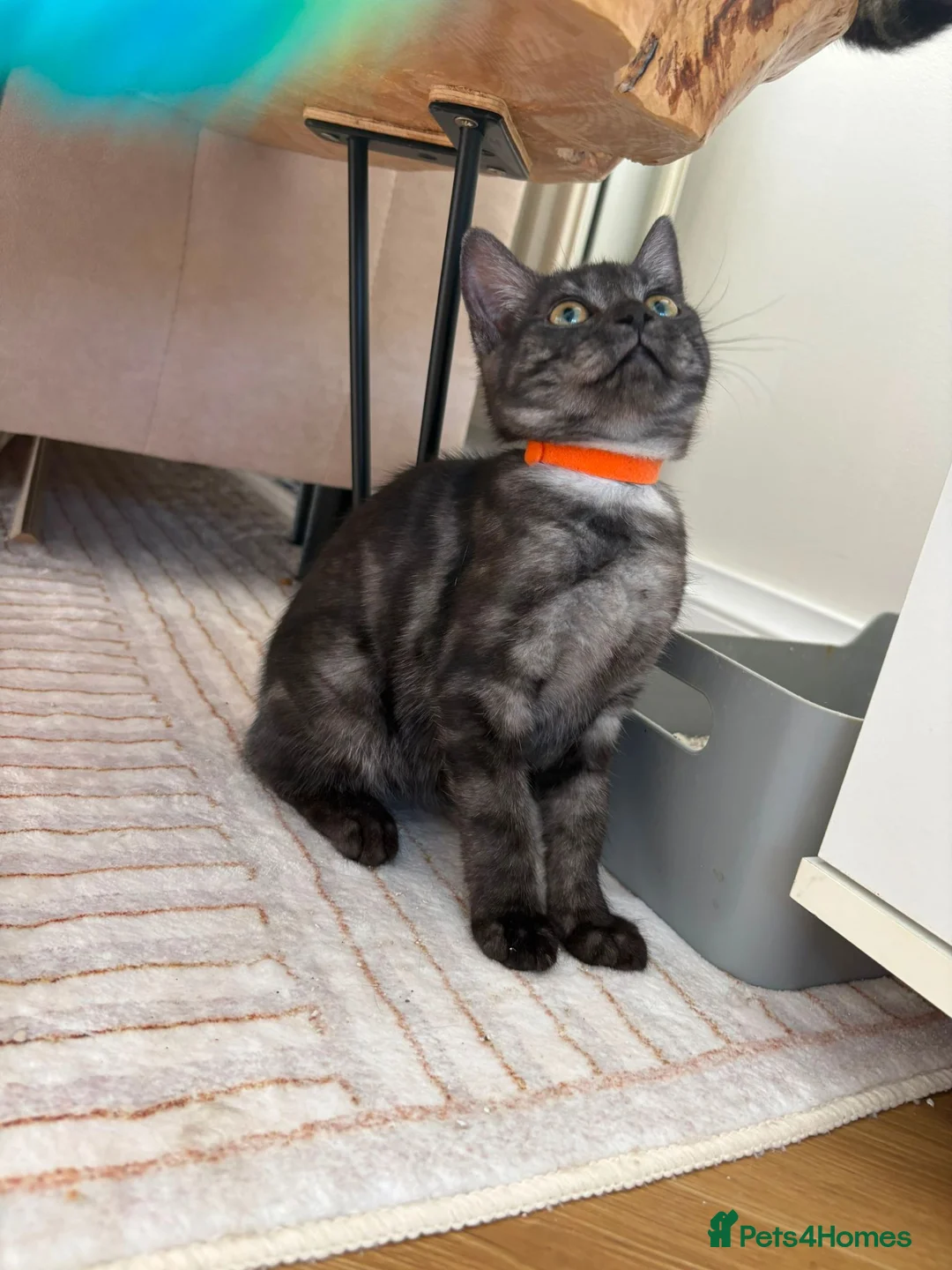 Mixed Breed cats for sale: Beautiful Female Kitten Ready for Her New Home! 🐾 - Advert 1