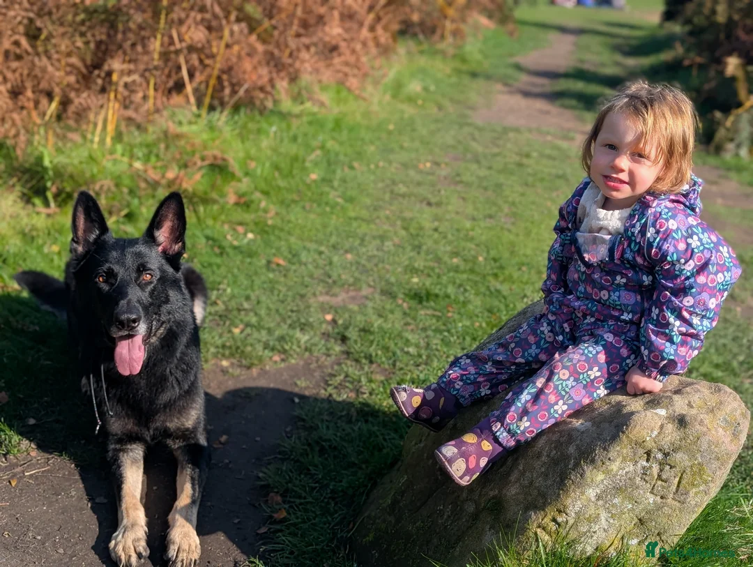 German Shepherd dogs for stud: Stunning KC Registered German Shepherd for STUD in Alfreton - Advert 8