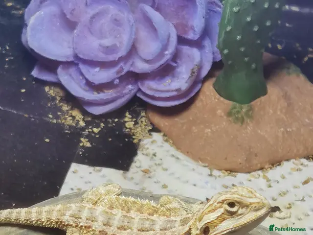 Bearded Dragon reptiles for sale: Baby bearded dragons ready now 🐊 - Advert 2