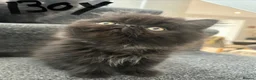 Persian cats for sale: Stunning Persian kitten for sale  in London - Advert 6