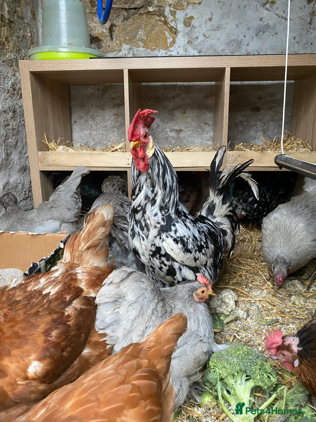 Chickens poultry for sale: Friendly Adult Cockrell  in Ripon - Advert 2