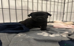 Jack Russell dogs for sale: Beautiful Jack Russell Puppies  - Image 14