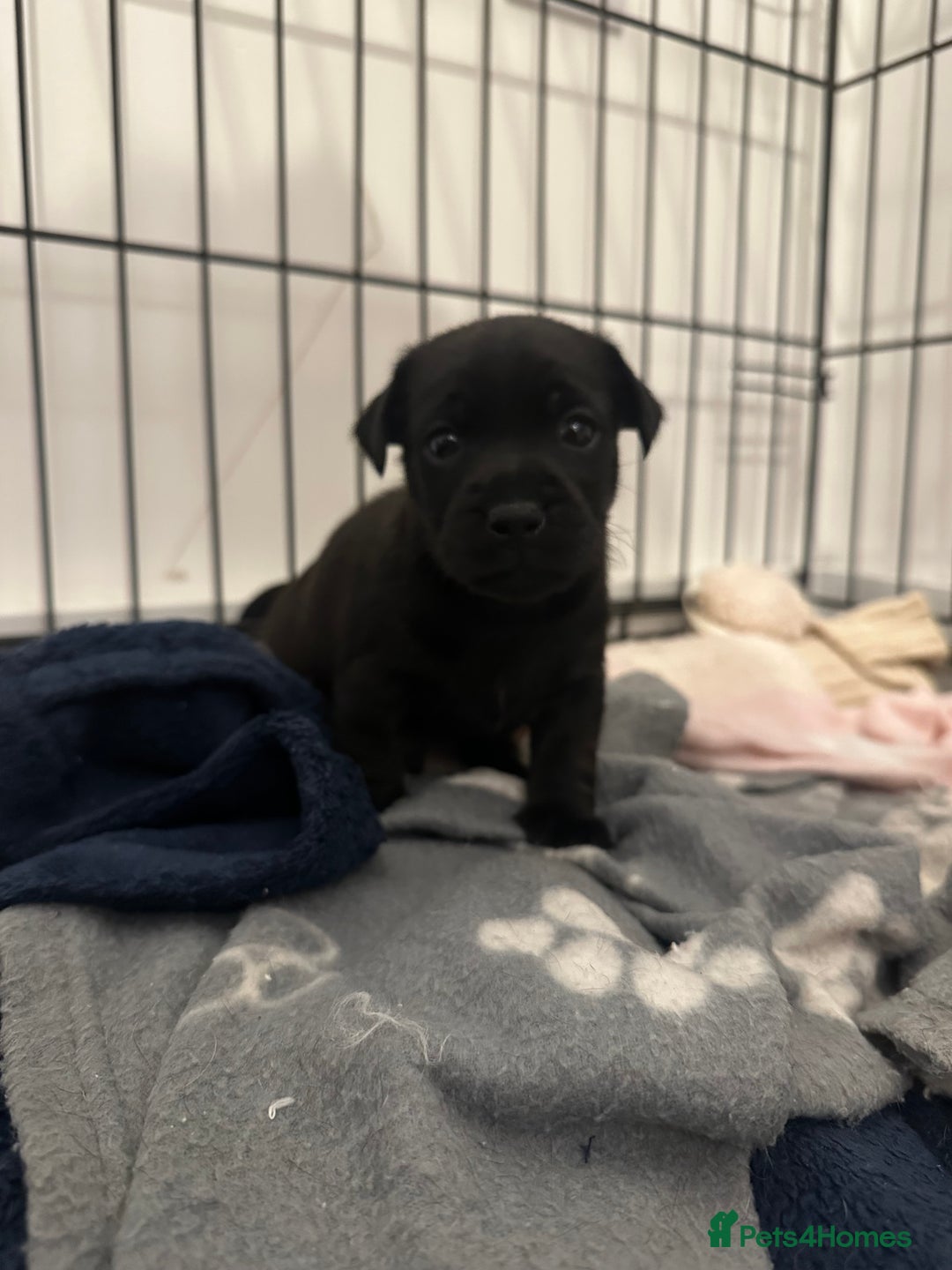 Jack Russell dogs for sale: Beautiful Jack Russell Puppies  - Image 14