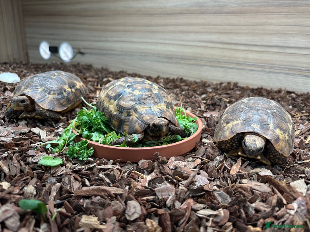 Tortoise reptiles for sale: Breeding hingebacks  - Image 2