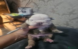 Olde English Bulldogge dogs for sale: English bulldog - Image 9