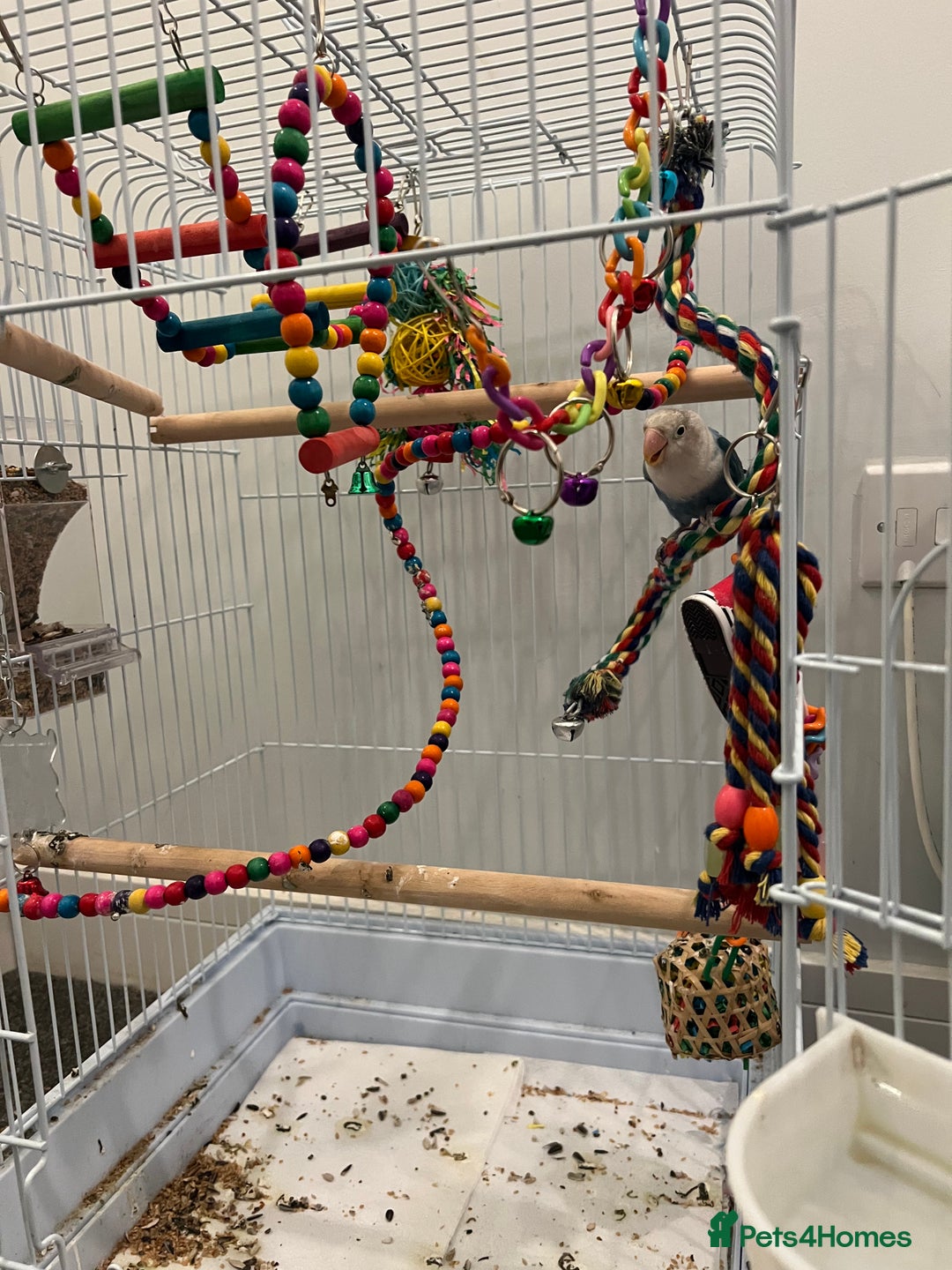Lovebirds birds for sale: Lovebird, cages, birdstand and food for sale  - Image 4