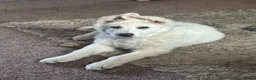 German Shepherd dogs for sale: White German shepherd puppy  in Colne - Advert 6