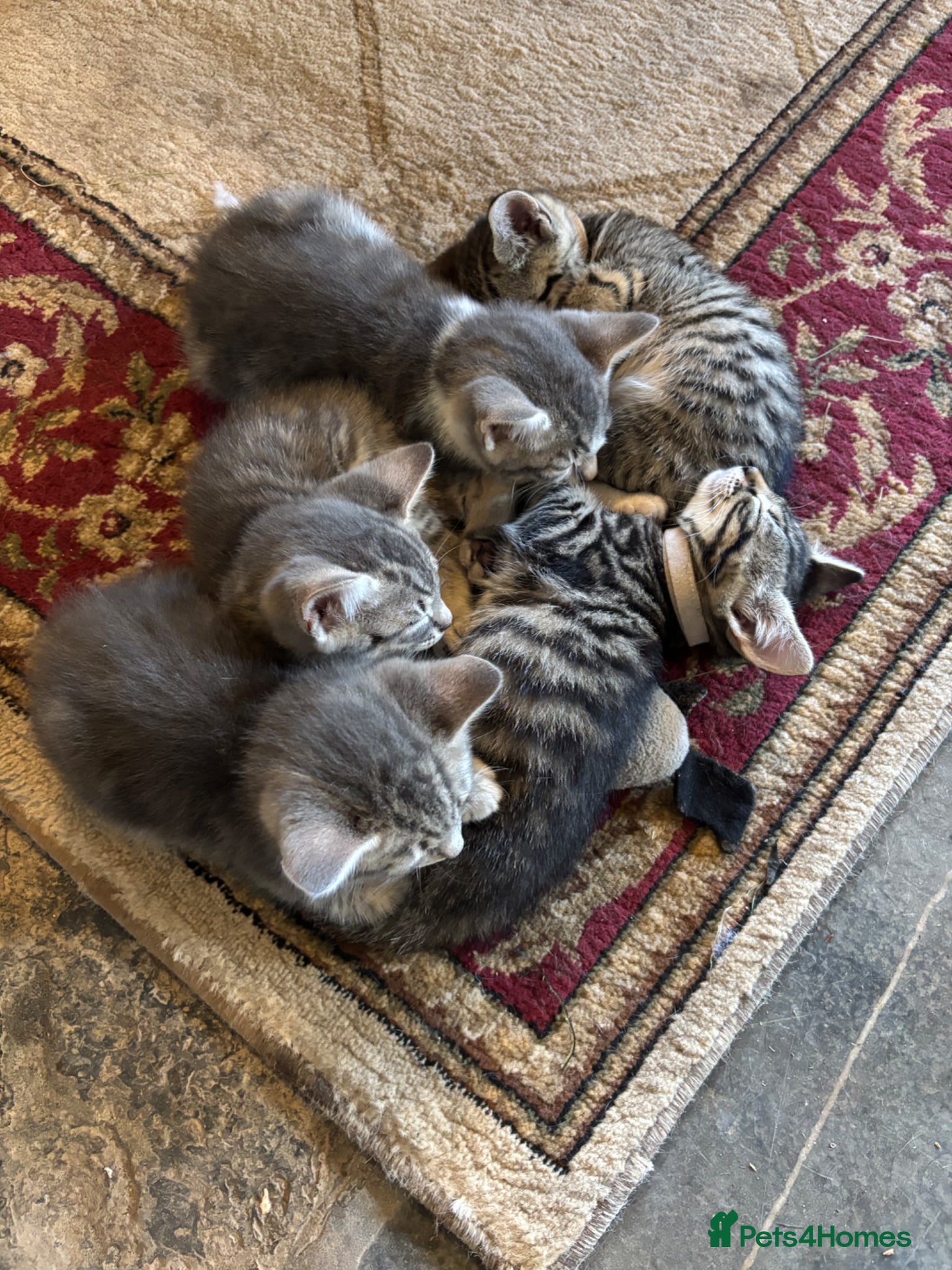 Mixed Breed cats for sale: Gorgeous Kittens Looking for 5* Forever Homes  - Advert 12