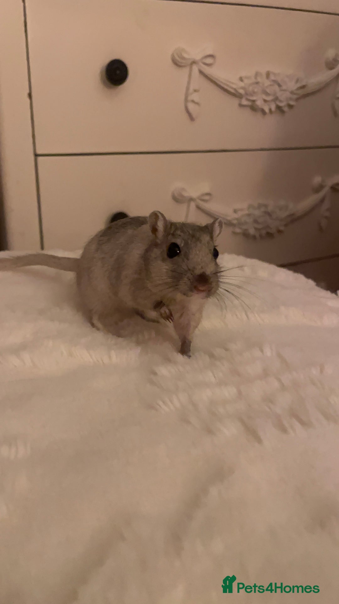 Gerbil rodents for sale: 2 male gerbils for sale  - Advert 1