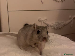 Gerbil rodents 2 male gerbils for sale - Advert 1